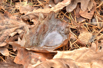 Fallen yellow oak leaf with raindrops. Fallen oak leaves with dew. Autumn oak leaves.water drops on fall oak leaves closeup. Dry Autumn Leaf Covered by Water Drops of Rain on the ground. Autumn leaves