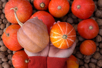 A young woman in a orange sweater holds a pumpkin in her hand against the background of other pumpkins. Autumn concept, background, vegetables. View from above