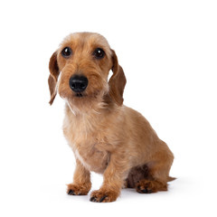 Adorable adult Dachshund, sitting side ways. Looking to camera with sweet eyes. Isolated on white background.