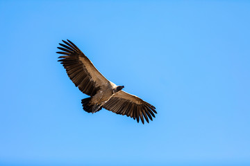 Vulture glide against blue sky