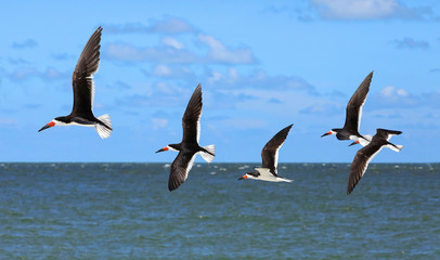 Five black skimmers flying in a row, high above the Gulf of Mexico.