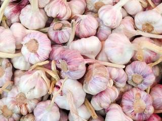 White purple fresh garlic on the market.