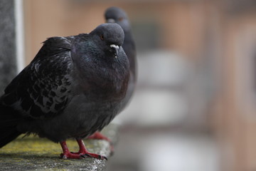 pigeons