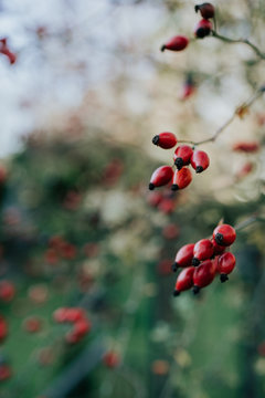 Amir Kaljikovic Photography