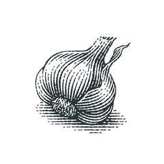 Garlic. Hand drawn engraving style illustrations.