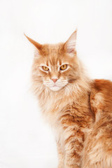 Red Maine Coon cat on a white background