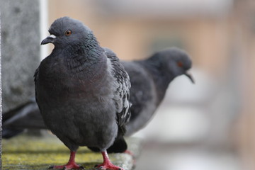 pigeons