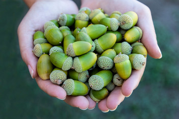 A girl's hands hold acorns