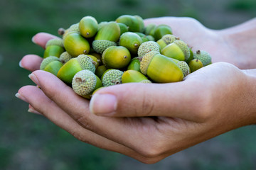 A girl's hands hold acorns