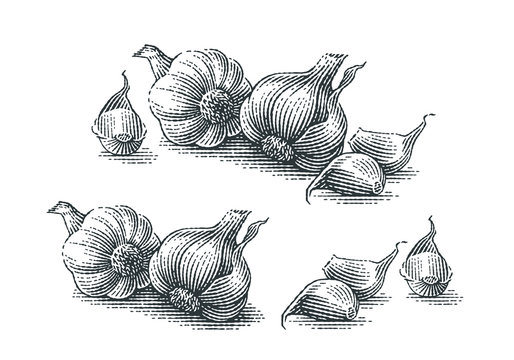 Garlic composition. Hand drawn engraving style illustrations.