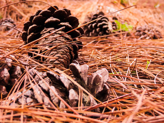 Pine cones and cones