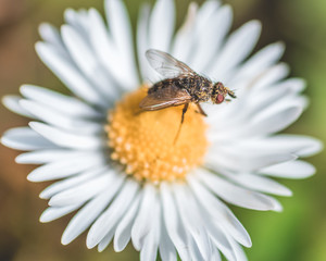 Fly on daisy