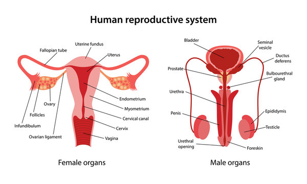 Human-reproductive-system-3