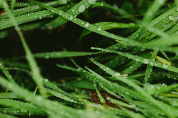 macro details of plants