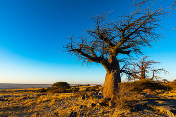 Baobab tree in golden early morning light