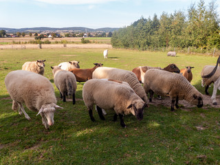 Esel, Ziege und Schafe auf einer Weide. Im Hintergrund sieht man das Wiehengebirge.