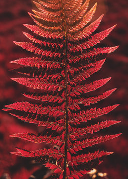 Close up of a fern, infrared process