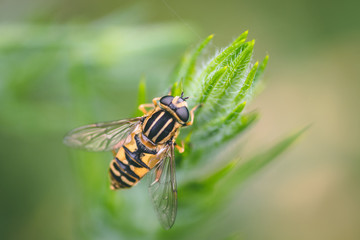 Bee