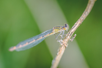 Damselfly