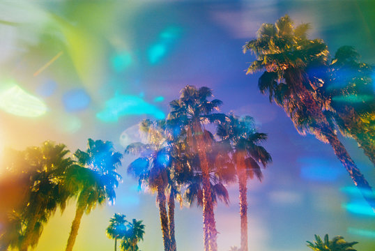 rainbow light steaked palm trees on film