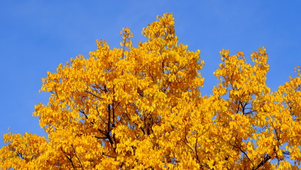  Branches of trees with yellow foliage