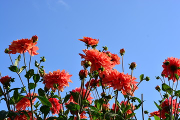 Red Dahlia flowers, grouped, in front of a clear blue sky as background