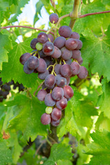 Grapes, vineyard, Izmir / Turkey