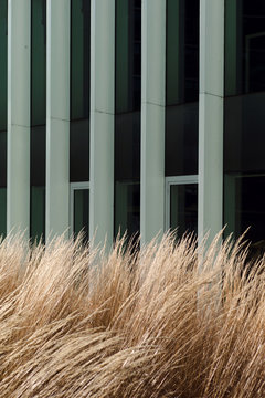Dry grass near modern building