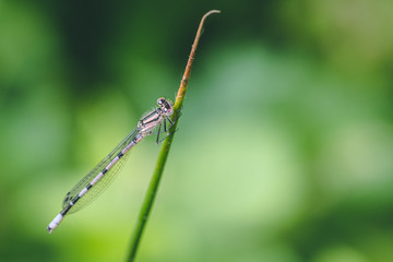 dragonfly