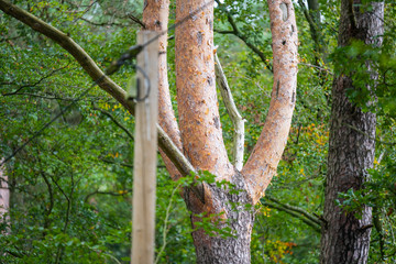 On this tree, the bark changes from  brown-gray tones to reddish tones