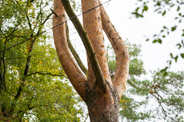 On this tree, the bark changes from  brown-gray tones to reddish tones