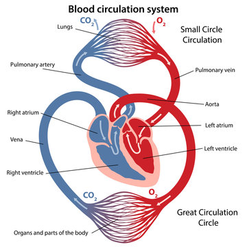 Circulation of blood through the heart. Cross sectional diagram of the heart. Vector illustration of great and small circles of blood circulation.