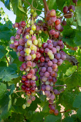 Fototapeta premium Grapes, vineyard, Izmir / Turkey