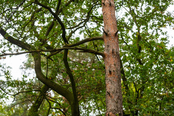 Obraz premium On this tree, the bark changes from brown-gray tones to reddish tones