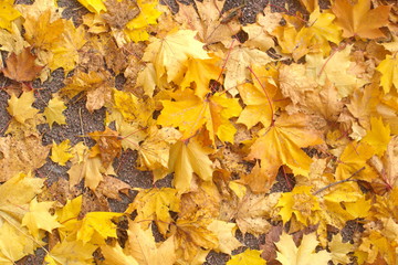 Yellow fallen maple leaves on the sand. Horizontal.