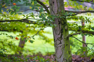 An  interesting pattern has been created on this tree while growing