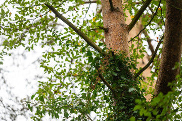 On this tree, the bark changes from  brown-gray tones to reddish tones