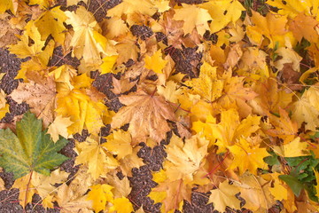 Image of green and yellow autumn fallen leaves on the sand