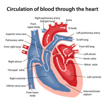 Circulation of blood through the heart. Cross sectional diagram of the heart with main parts labeled. Vector illustration