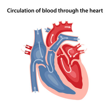 Circulation of blood through the heart. Cross sectional diagram of the heart. Vector illustration in flat style