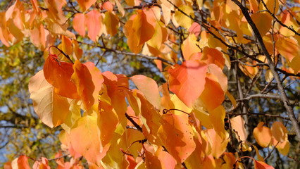  Branches of trees with yellow foliage