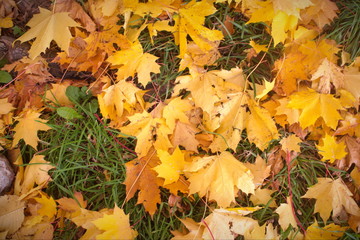 Obraz premium Image of yellow autumn fallen leaves on green grass