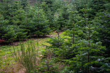 These fir trees grow for  the upcoming Christmas party in december for the domestic living room