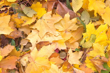 Image of yellow autumn fallen leaves on green grass