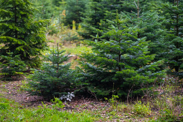 These fir trees grow for  the upcoming Christmas party in december for the domestic living room