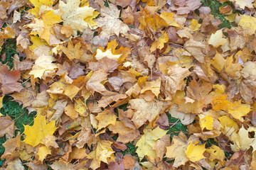 Image of yellow autumn fallen leaves on green grass