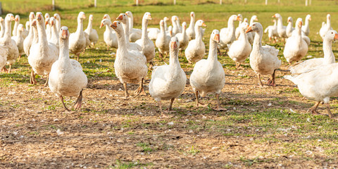 Many white fattening geese on a meadow