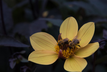 bees collect nectar on a yellow flower. close up.