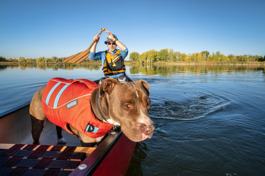 canoe paddling with pit bull dog - Powered by Adobe
