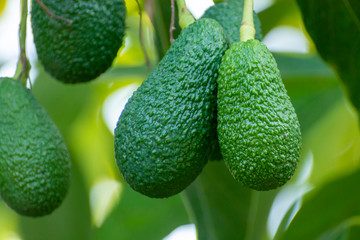 Cultivation of tasty hass avocado trees, organic avocado plantations in Costa Tropical, Andalusia, Spain